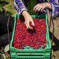 Malinari će ove godine imati razloga za radovanje: Otkupna cena će biti dobra, ali i ostalog voća