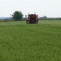 Kakvu cenu pšenice i ječma očekuju poljoprivrednici