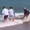 Драма на плажи Покушао да врати ајкулу у воду, па грдно зажалио: Купачи у шоку посматрали сцену