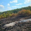 Izbio veliki požar u Čekminu, preti da se proširi na okolna sela