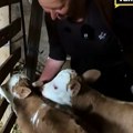 Крава Бела из Мерошине се отелила па постала право чудо у селу: "Мислио сам да ће бити теле са пет, шест ногу, али ово? Не!"…