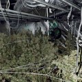 Otkrivena laboratorija za uzgoj marhuane u Beogradu: Policija upala u stan na Mirijevskom bulevaru, uhapšena jedna osoba (foto)…