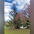 Polen deset vrsta drveća guši alergične