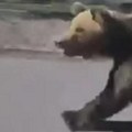 Убијен медвед који је повредио петоро људи: Дивљао по граду, а овако су га идентификовали (видео)