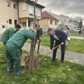 GRAD PIROT nastavlja sa intenzivnom sadnjom drveća u gradu i okolini