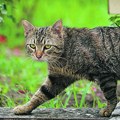 Nepoznata mačka vas prati do kuće Kad čujete razlog nikad je nećete terati od sebe