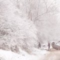 (Foto) Još jedna nesreća zbog klizavog kolovoza: Automobil se prevrnuo na krov kod Užica, vozači, čuvajte se!