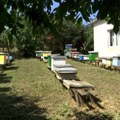 Iz pogona za prikupljanje i plasman meda u Rači - u Kinu izvezeno 2,3 tone meda