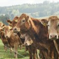 U Srbiji se pojavila nova bolest koja kosi stoku: Prenosi se i na ljude, životinje hitno eutanazirane