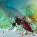 Virus Zapadnog Nila bukti u Grčkoj: U ovoj oblasti je najkritičnije; Zabeleženo 6 smrtnih slučajeva