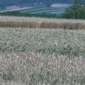Prinos pšenice u Šumadiji manji za 20 odsto