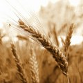 Pad proizvođačkih cena u poljoprivredi, žito jeftinije za čak 41 odsto