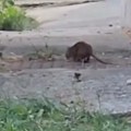Ogromni glodari preplavili grad Grizu šta stignu i šire zarazu! Haos u centru Sarajeva (video)