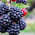 Posle malina – i kupine na udaru: Niska otkupna cena, loš rod i stara borba za opstanak