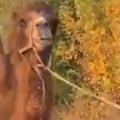 Rusi u ratu koriste kamile, konje i magarce, ukrajinci zabezeknuti! Snimak sa fronta šokirao svet (video)