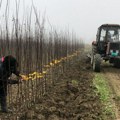 Ova ustanova je "dom" u kom nastaju srpske šljive: Institut za voćarstvo u Čačku proslavio osmu deceniju