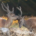 Jeleni svake godine ispuste više od milion tona metana u vazduh: Evo koliko to menja klimatsku sliku