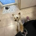 Jorkširski terijer iz Slovenije koji je imao sreće jer je naišla Paragvajka: Cela Hrvatska tragala za nestalim psićem