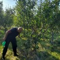 (Foto) Medved uleteo i napravio haos u Mujinom voćnjaku u selu kod Prijepolja: Šumska zver domaćinu obrala sve zrele šljive…