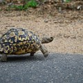 FOTO: Za više od tri godine odbegla kornjača prešla osam kilometara