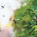 Kućne „krvopije” – najotpornija vrsta