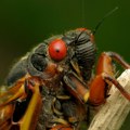 Sitni mikroorganizmi koje prenose insekti šire paniku među poljoprivrednicima u Nemačkoj