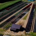 Mediteranske biljke u mačvanskoj ravnici