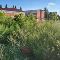 Da li građani mogu da tuže lokalne samouprave i gradove zbog ambrozije?