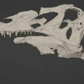 ​Nemački muzej vraća retku lobanju dinosaurusa Iritatora u Brazil