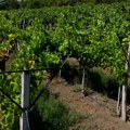 Rane sorte grožđa već obrane u trsteničkom vinogorju
