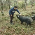 Dok mladi odlaze iz sela, Vule se vratio na porodično imanje: Od moravki i malina gradi posao i budućnost