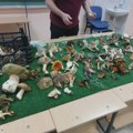 Од шуме до тањира: Дани гљива стижу у Ниш