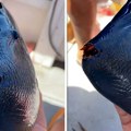 Крв црвени очњаци који утерују страх и искусним рибарима: Погледајте шта је извучено из морских дубина