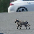 Jadna mačka, jadan i automobil: Nesrećna životinja se spasila sigurne smrti, ali izabrala pogrešno mesto za skrivanje crni…