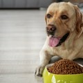 Životinje: Zašto su labradori debeljuškasti i jesu li krivi njihovi geni