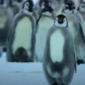 Nestvaran prizor sa antarktika! 700 pingvina krenuli na isto mesto, a onda je snimatelj zabeležio jedinstven trenutak (video)