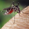 Ove ljude komarci najčešće napadaju: Piju im krv na slamčicu, ne možete pobeći od njih, a evo i zašto