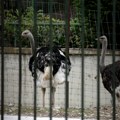 Ovako bi mogao da izgleda Zoo vrt na Adi Ciganliji: Izabrano pobedničko rešenje FOTO