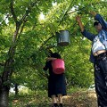 Ovo voće sada prodaju i za 300 rsd! Mraz unazadio prihode ali će cena to donekle da zakrpi - Evo koliko roda očekuju