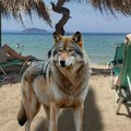 Drama u Grčkoj! Majka tvrdi da je devojčicu iz Srbije na plaži napao vuk - "raširio je čeljust da je zgrabi!"