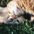 Danas je njihov dan: Da li zaista štitimo životinje ili samo pričamo o tome?