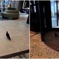 Golub ušetao u tržni centar na glavni ulaz: Pogledajte kako se pametna životinja snašla sa komplikovanim vratima (VIDEO)
