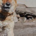 Страшан призор у Београду: Пси ланцима везани, сама кост и кожа; "Понекад их неко нахрани" ВИДЕО