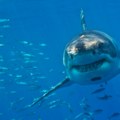 Tužno: Velika bela ajkula na ivici opstanka u Sredozemnom moru