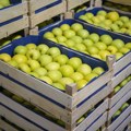 Povećan iznos podsticaja koje proizvođači voća mogu da dobiju od države