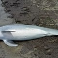 Umag: Pronađen delfin ubijen iz vatrenog oružja!