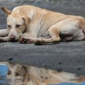 Kome donosi dobrobit Nacrt zakona o dobrobiti životinja