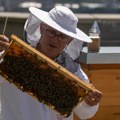 Urbano pčelarenje – med sa vrha solitera kvalitetan kao livadski