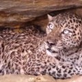 Leopard napao pilota i civila: Drama u vojnoj bazi: Prevezeni u bolnicu