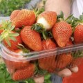 Na pijaci savršene, kod kuće brzo propadnu: Evo kako da jagode duže ostanu sveže